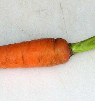 Засолка, маринованние, квашение: морковь