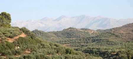 Оливковые рощи в Греции